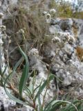 Gypsophila pallasii