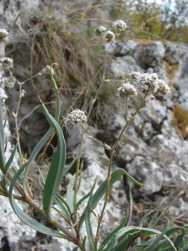 Image of Gypsophila pallasii specimen.