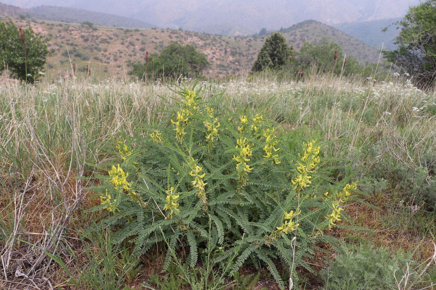 Image of Astragalus turkestanus specimen.