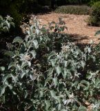 Searsia batophylla. Верхушки веток. Израиль, Иудейские горы, г. Иерусалим, ботанический сад университета. 27.06.2019.