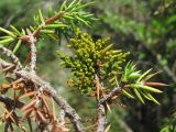 Arceuthobium oxycedri. Вегетирующее растение на Juniperus. Северная Осетия, Алагирский р-н, окр. пос. Мизур, ок. 1200 м н.у.м., каменистый склон. 11.07.2021.