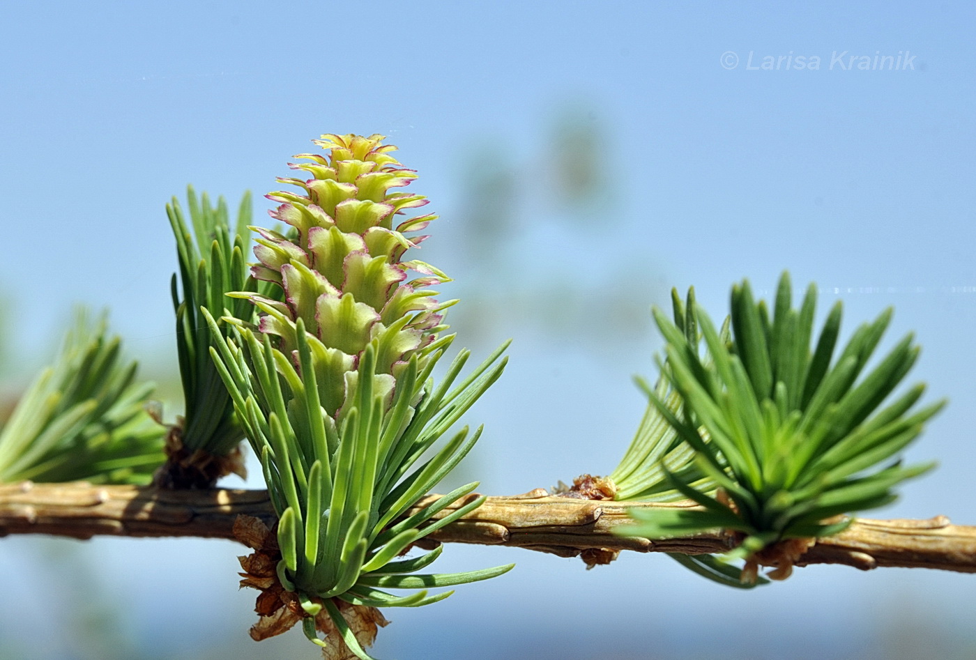 Image of genus Larix specimen.