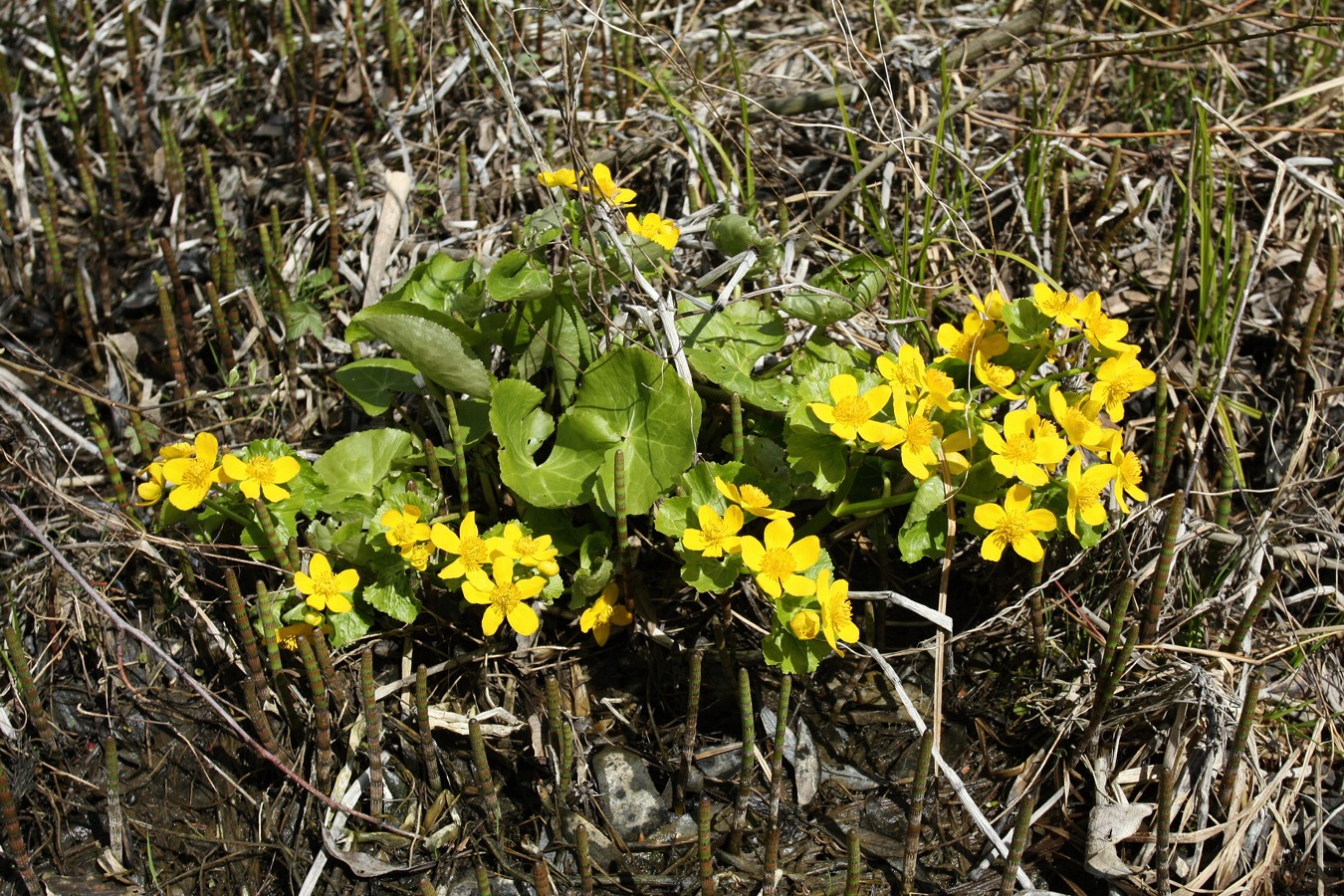 Изображение особи Caltha palustris.