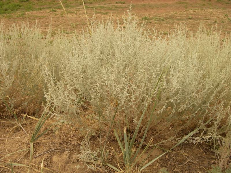 Image of Artemisia semiarida specimen.