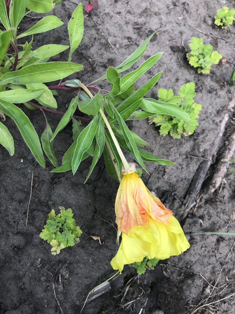 Изображение особи Oenothera macrocarpa.