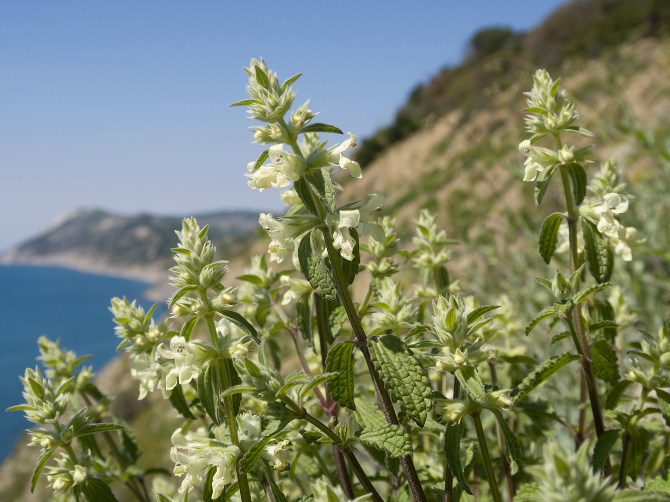 Изображение особи Stachys pubescens.