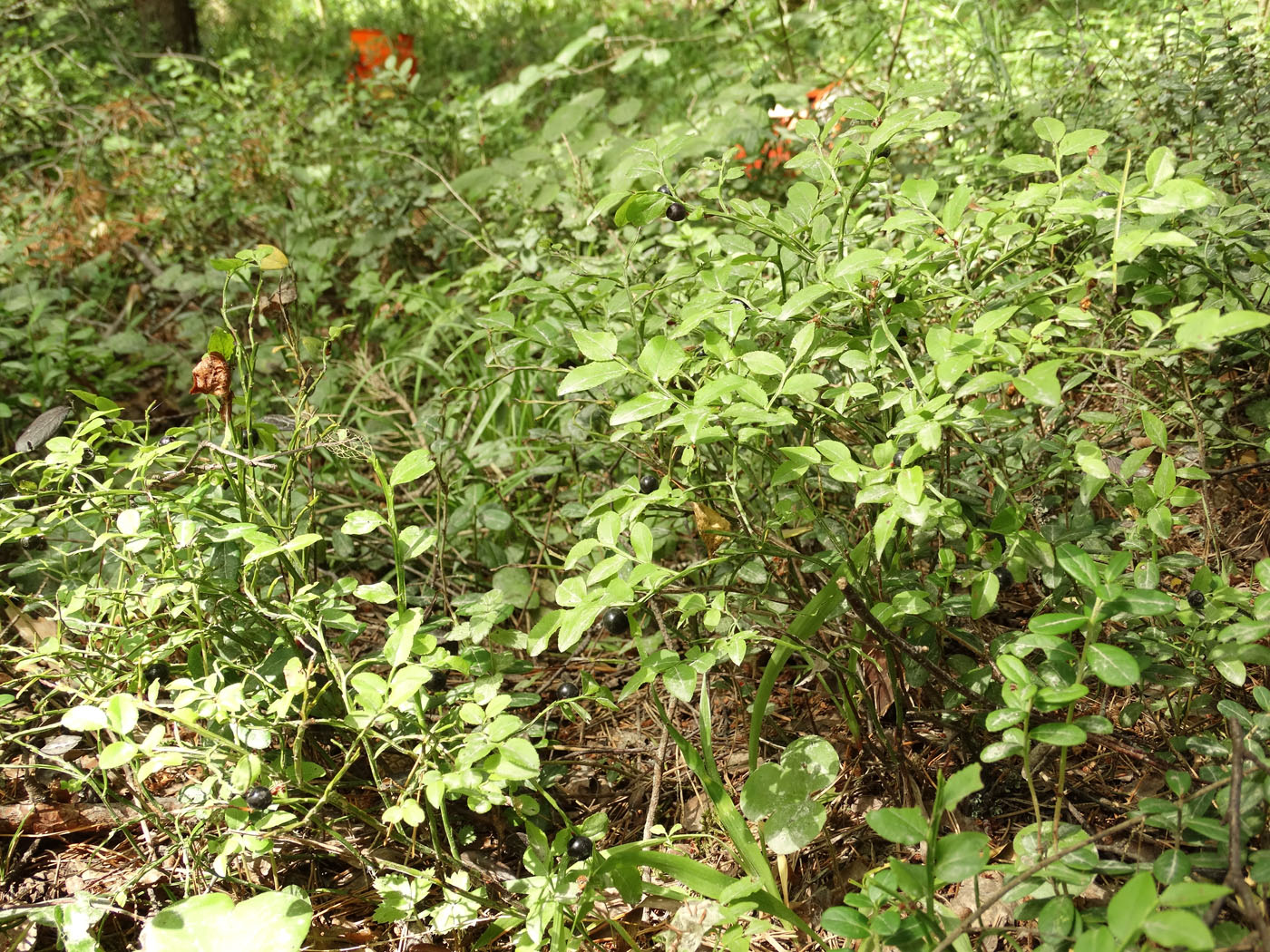 Image of Vaccinium myrtillus specimen.