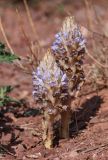 Orobanche coerulescens. Цветущие растения (паразитируют на Artemisia santolinifolia). Алтай, Кош-Агачский р-н, 3 км СВ с. Кокоря, сухое русло на дне степной балки. 24 июня 2022 г.