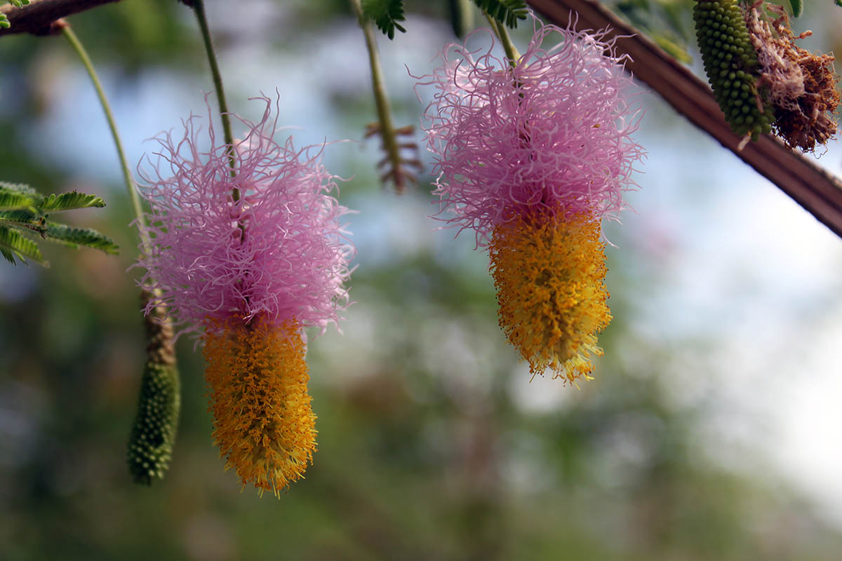 Image of Dichrostachys cinerea specimen.