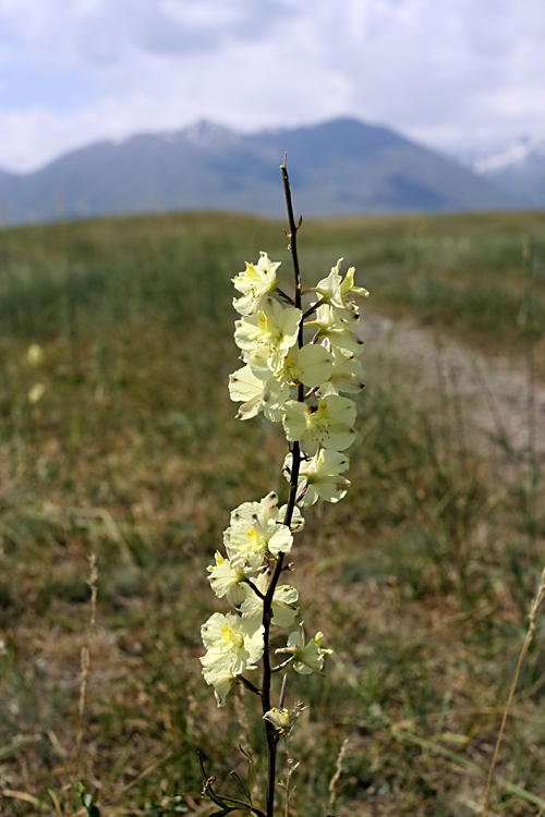 Изображение особи Delphinium semibarbatum.