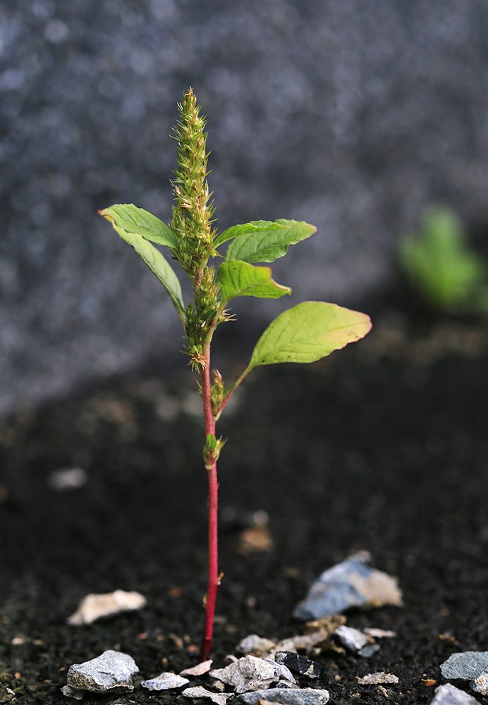 Image of Amaranthus powellii specimen.