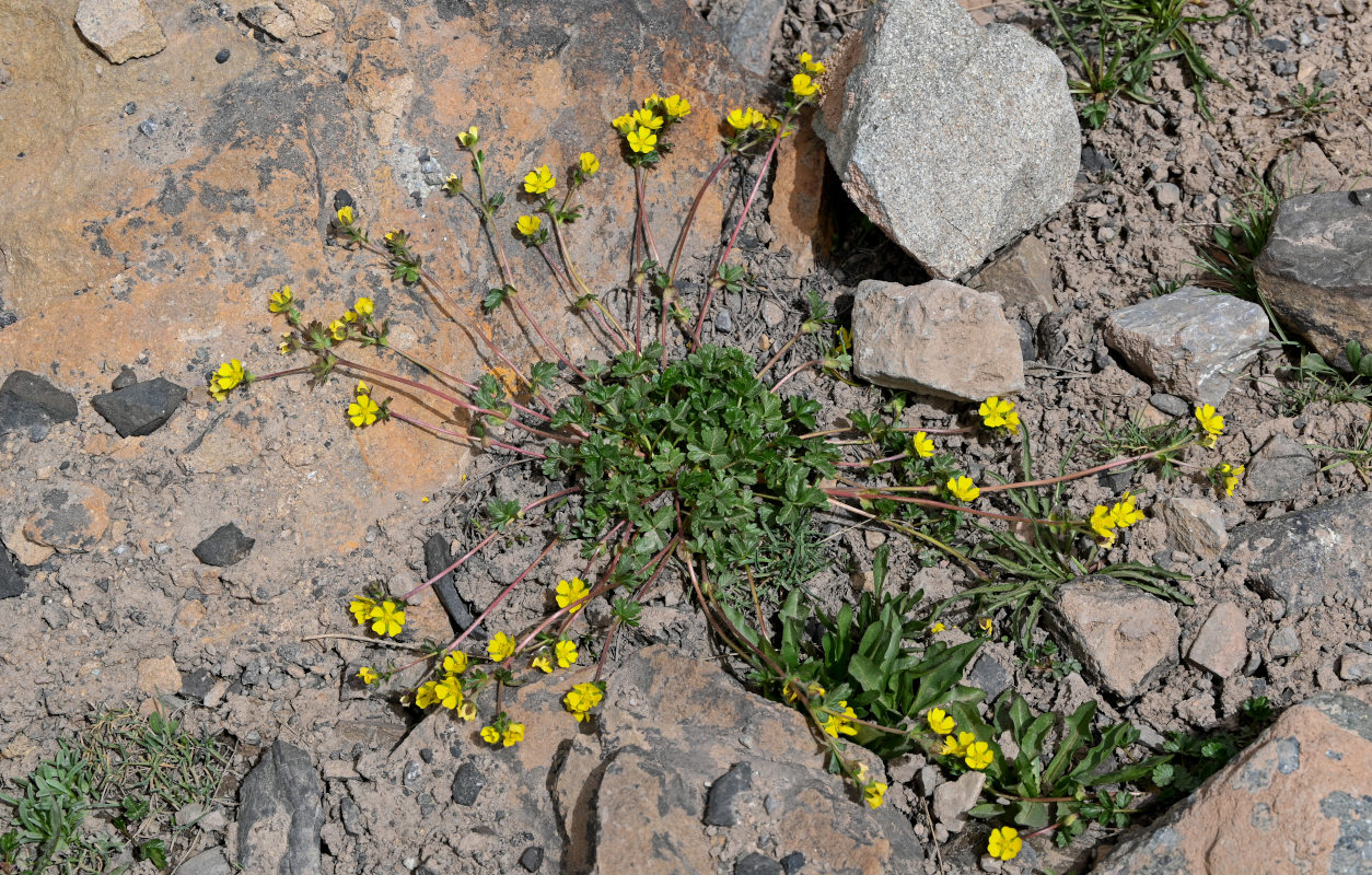 Изображение особи Potentilla gelida.