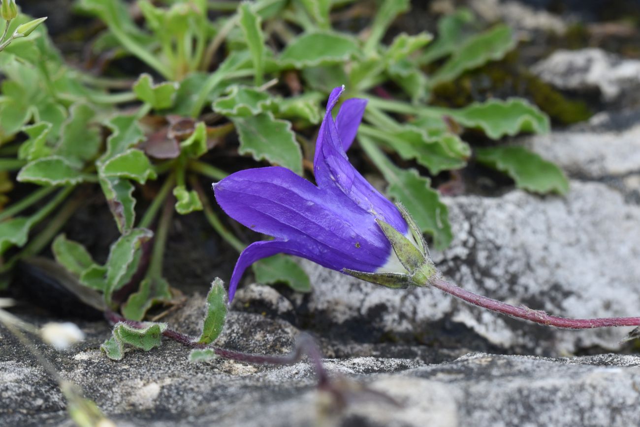 Изображение особи Campanula bellidifolia.