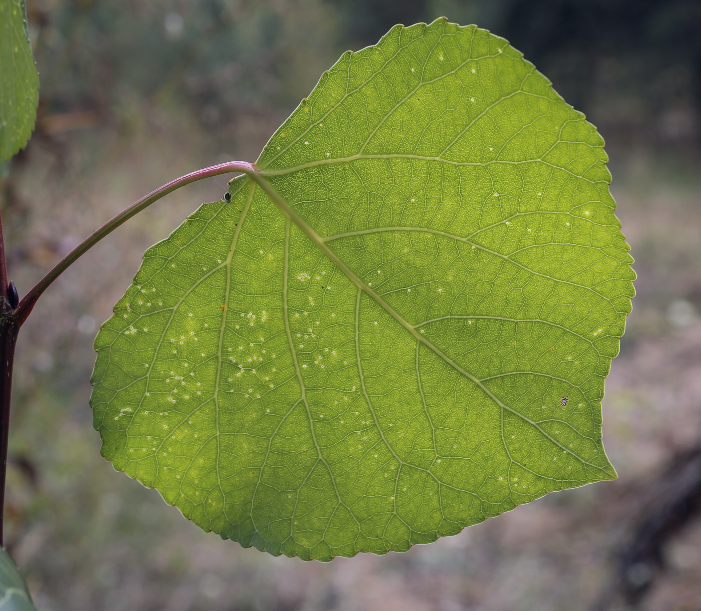 Image of genus Populus specimen.