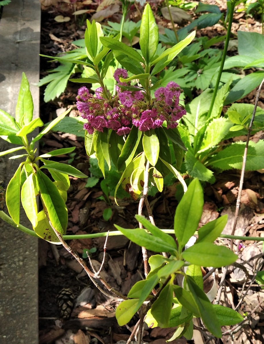 Image of Kalmia angustifolia specimen.