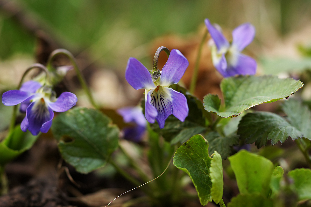 Image of genus Viola specimen.