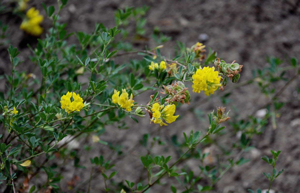 Изображение особи род Medicago.