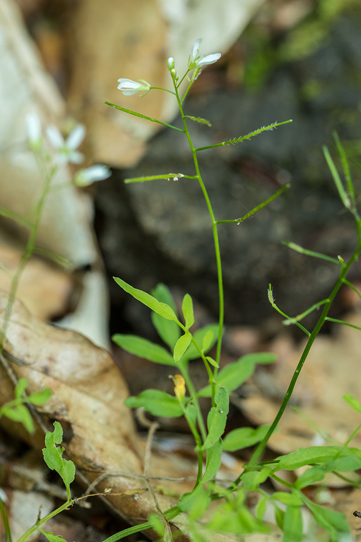 Image of Cardamine pectinata specimen.