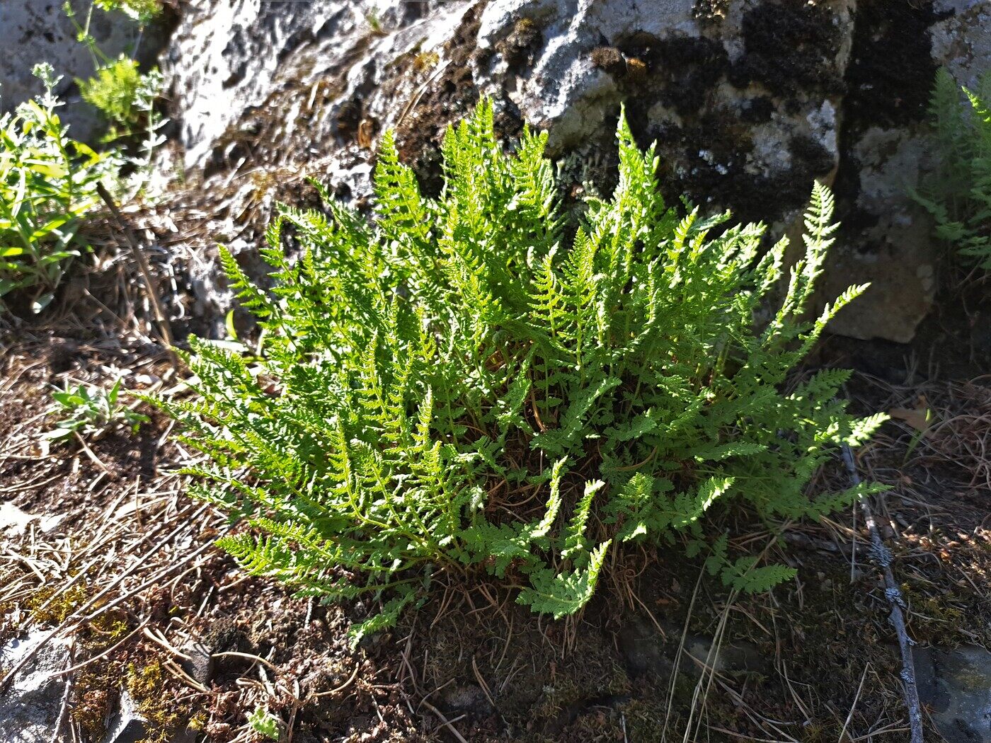 Image of Woodsia ilvensis specimen.