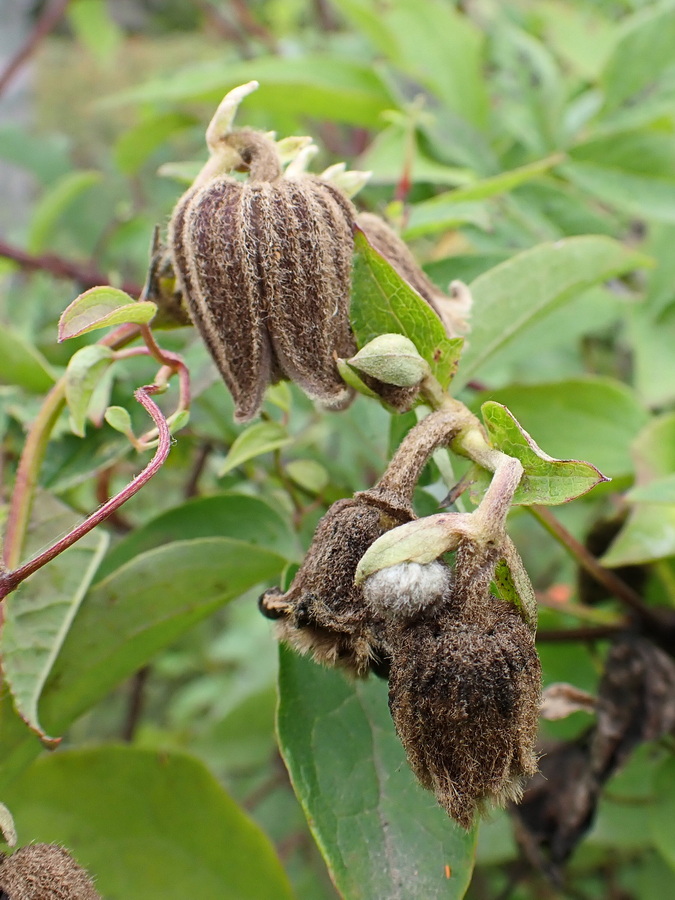 Image of Clematis fusca specimen.