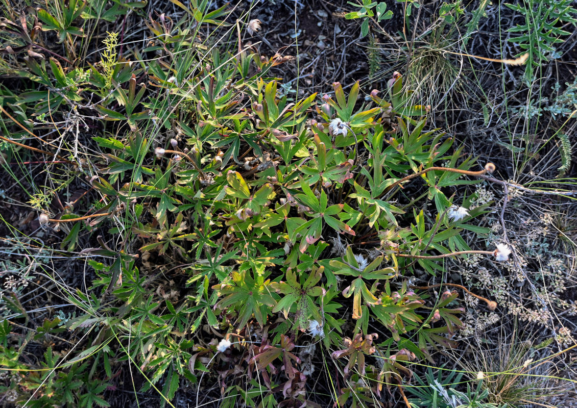 Image of genus Pulsatilla specimen.