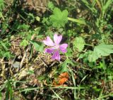 Malva sylvestris. Цветущее растение. Болгария, Бургасская обл., село Каменар, луг у ручья. 17.09.2021.