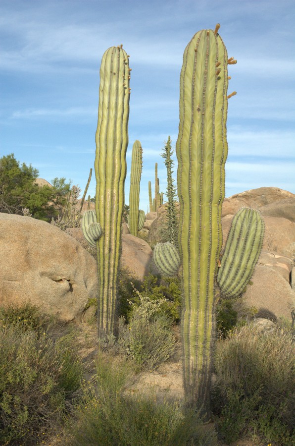 Изображение особи Pachycereus pringlei.