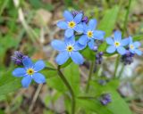 Myosotis palustris