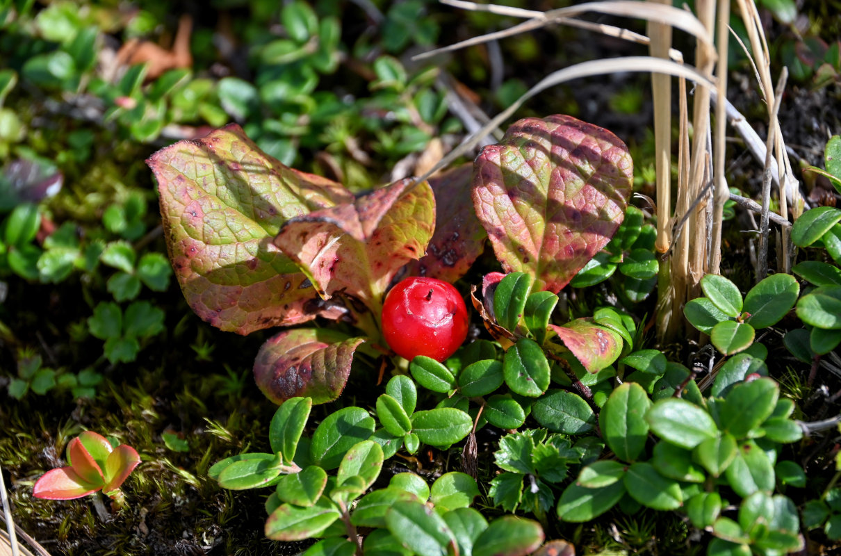 Изображение особи Vaccinium praestans.