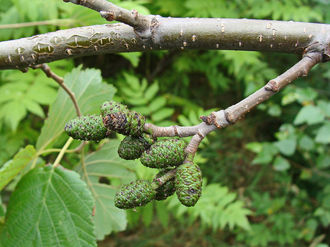 Изображение особи Alnus hirsuta.