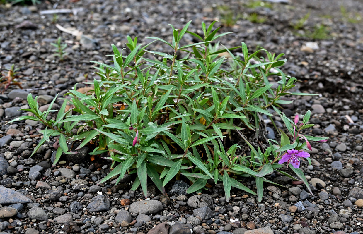 Изображение особи Chamaenerion latifolium.