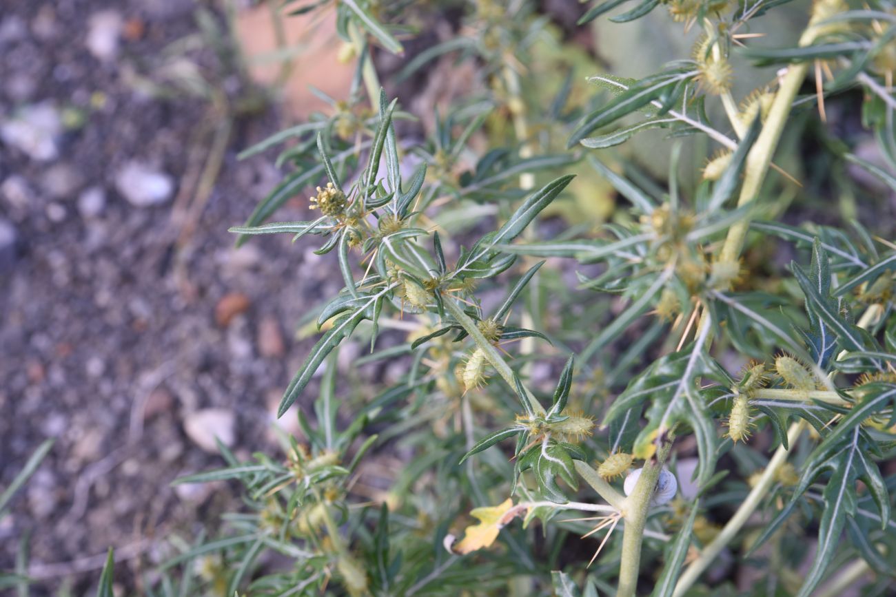 Image of Xanthium spinosum specimen.