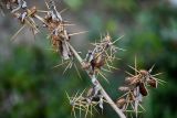 Xanthium spinosum. Часть сухой ветви с соплодиями. Дагестан, Буйнакский р-н, долина р. Сулак, побережье Чиркейского водохранилища, глинистый склон. 01.05.2022.