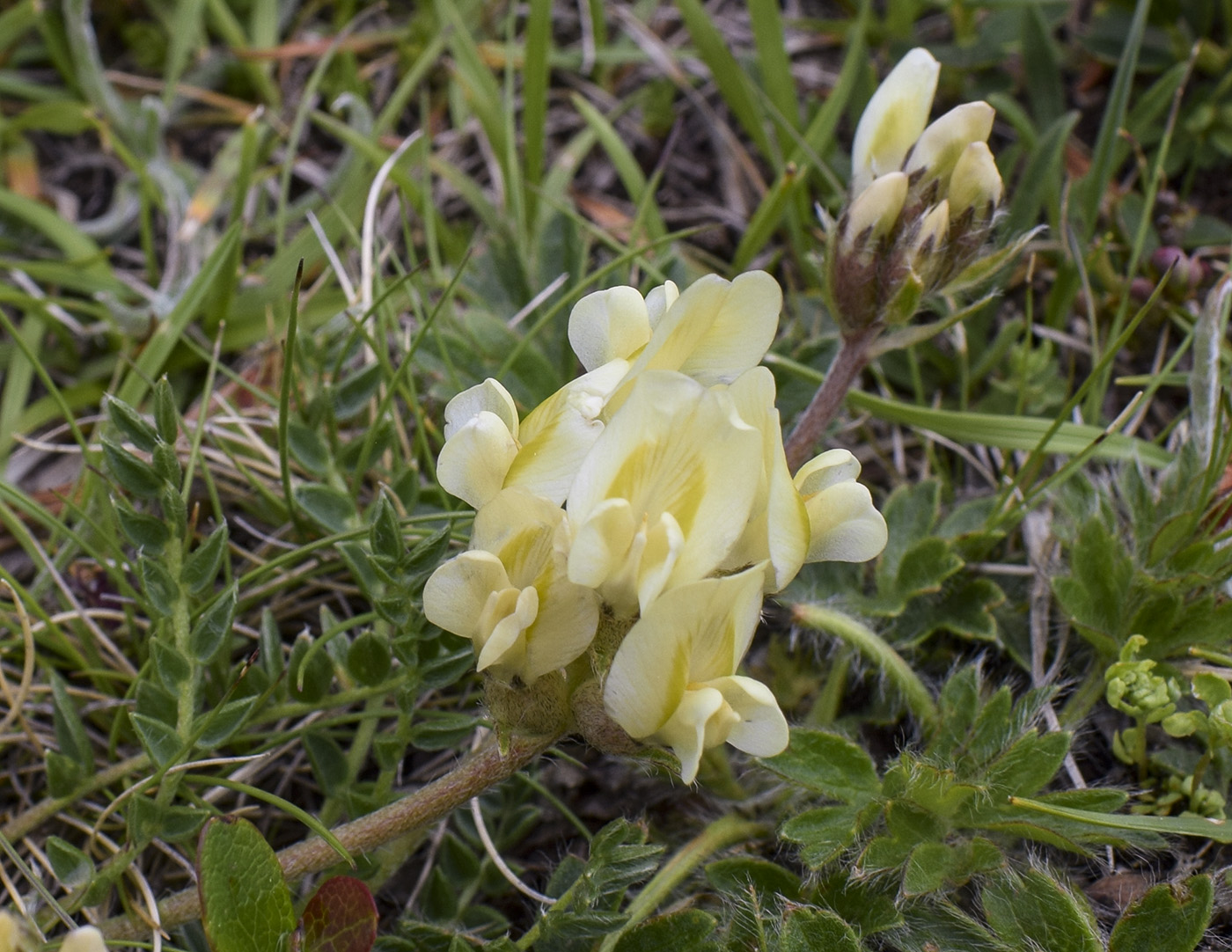 Изображение особи Oxytropis campestris.