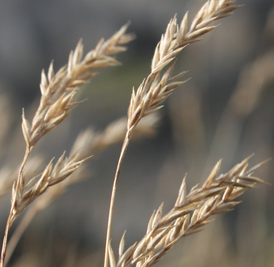 Image of Festuca richardsonii specimen.