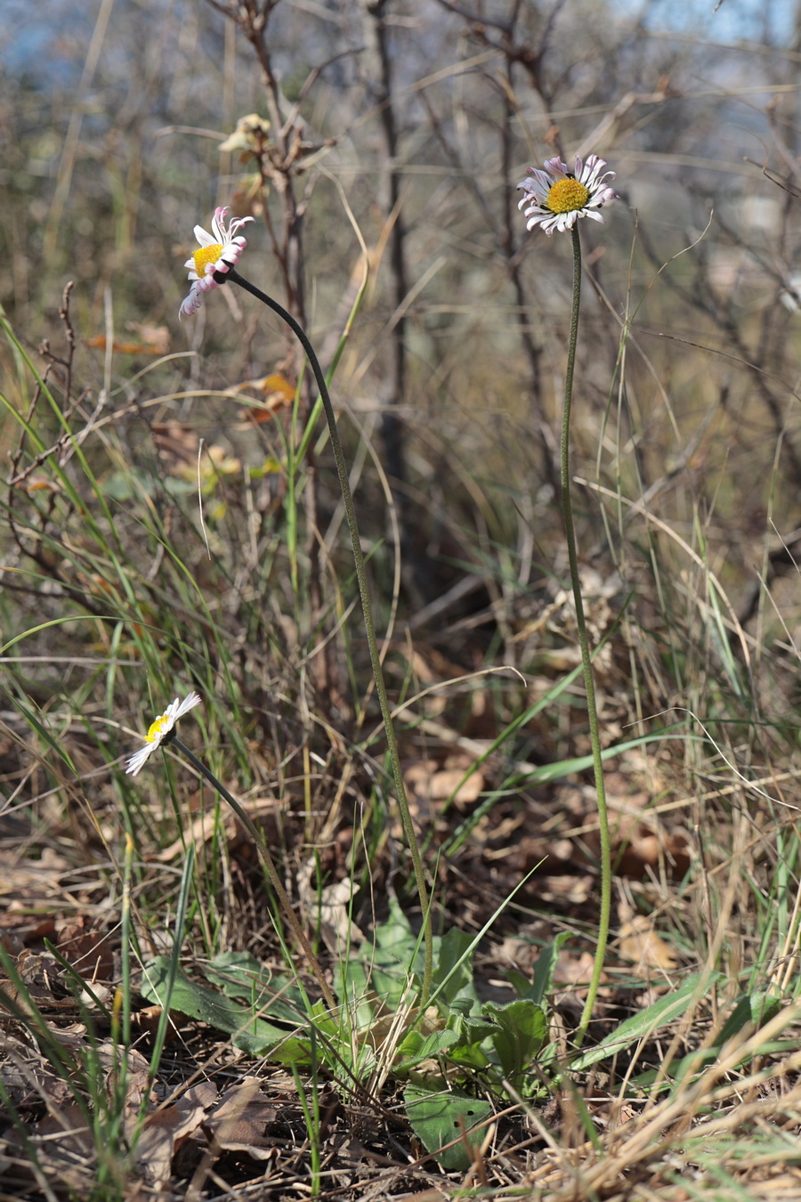 Изображение особи Bellis sylvestris.