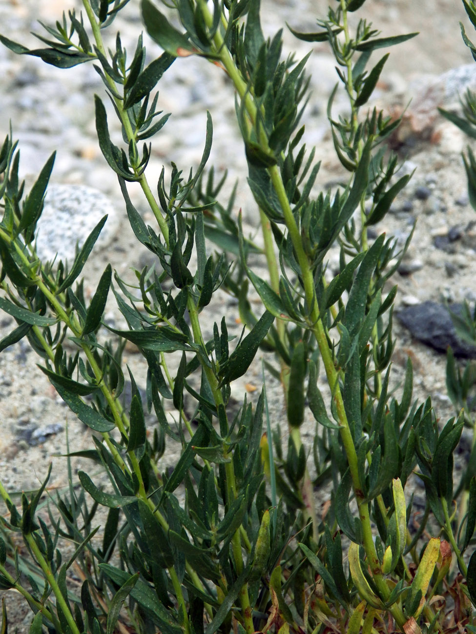 Изображение особи Artemisia pamirica.
