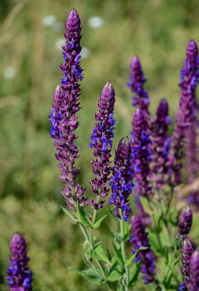 Изображение особи Salvia tesquicola.