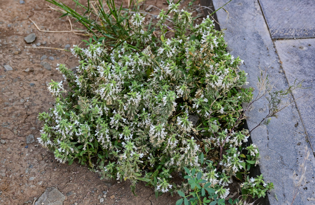 Image of Stachys pubescens specimen.