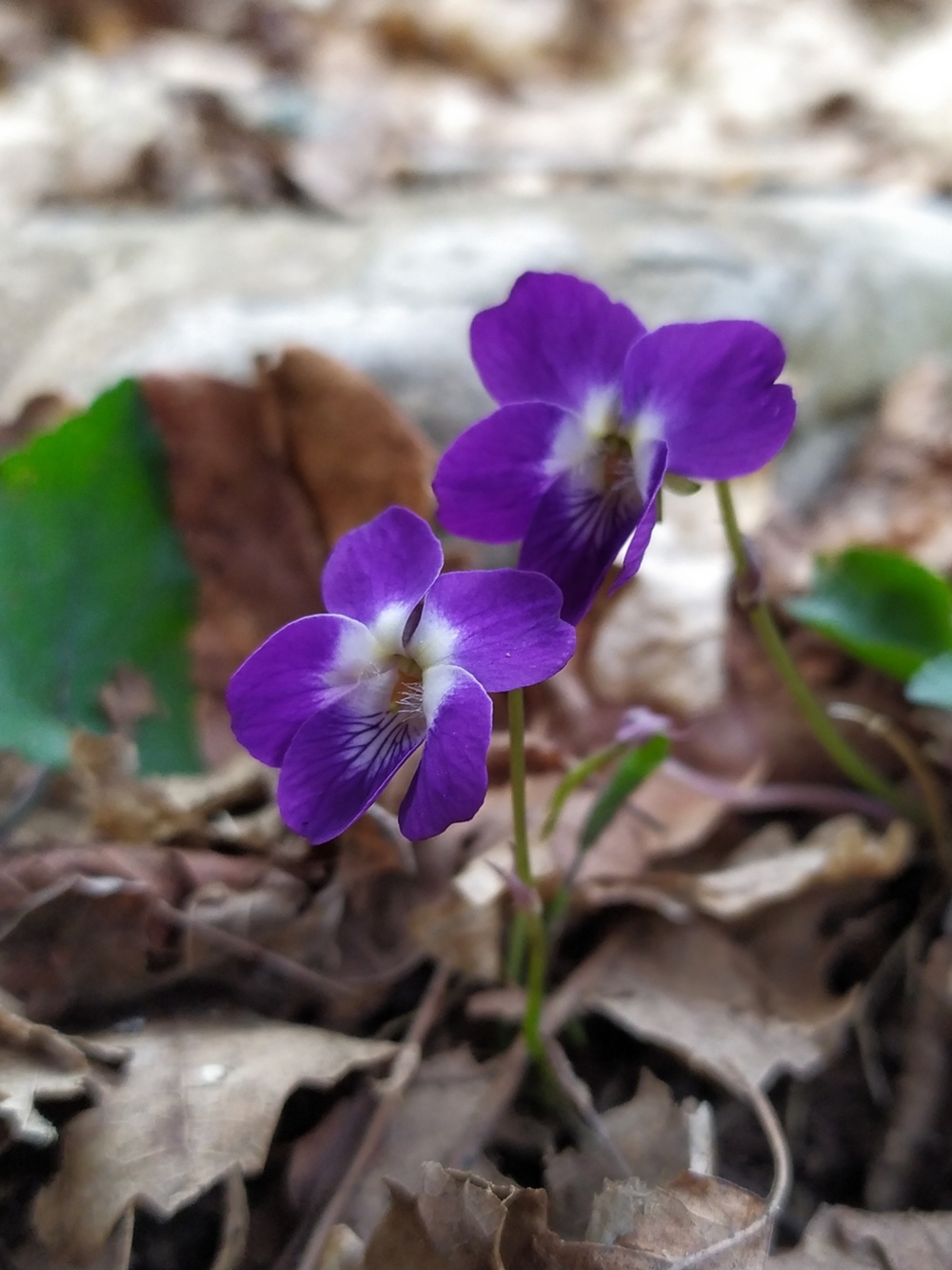 Изображение особи Viola dehnhardtii.