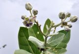 Calotropis gigantea. Верхушка побега с распускающимися соцветиями. Вьетнам, провинция Кханьхоа, г. Нячанг, окр. пагоды Chùa Long Sơn (храм белого Будды), пустырь вокруг хоз. строений. 01.09.2023.