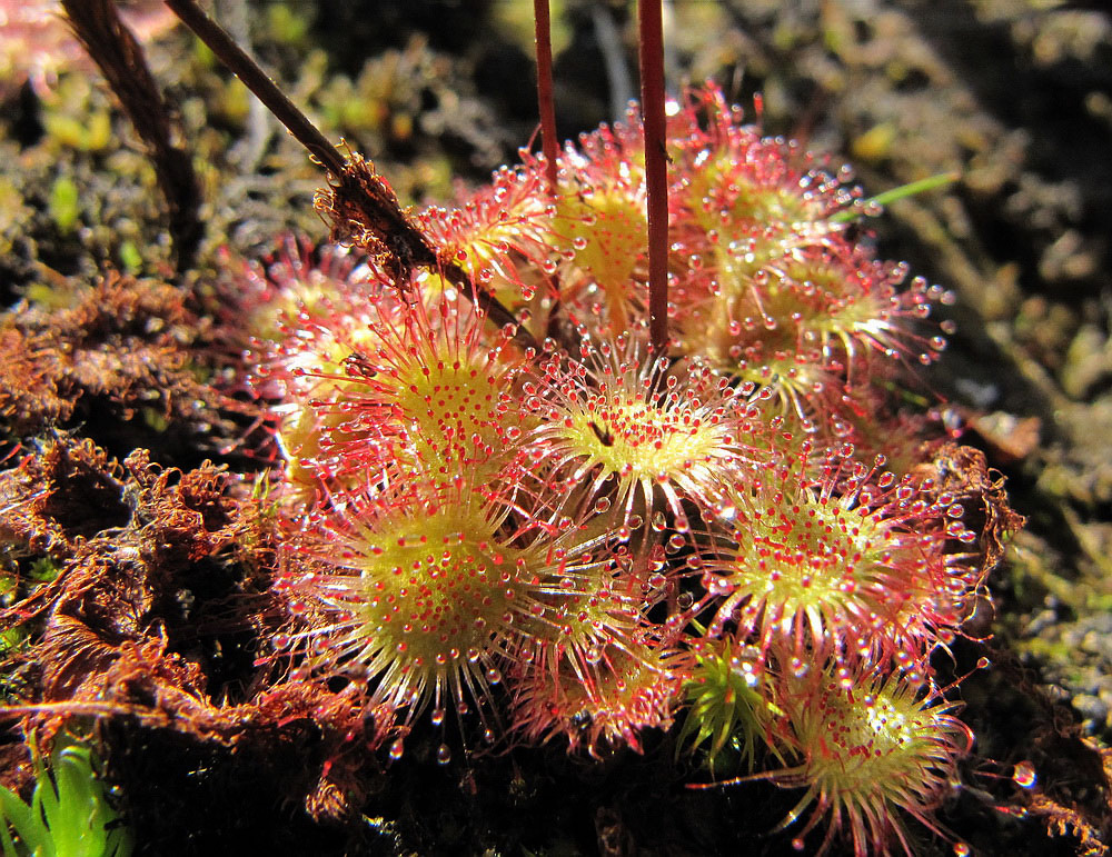 Изображение особи Drosera rotundifolia.