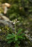 Chimaphila umbellata