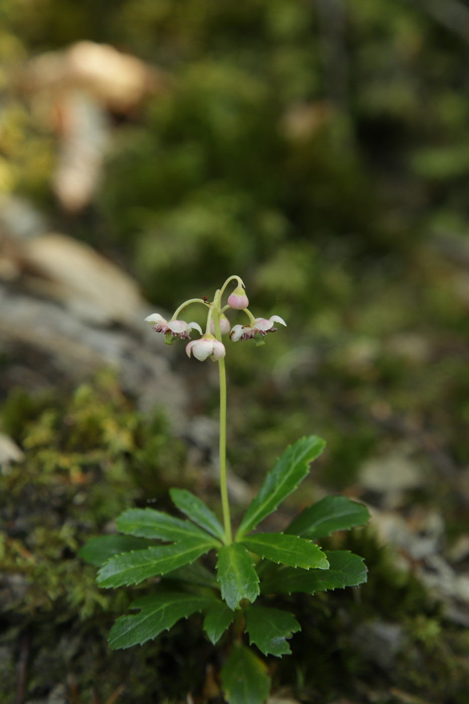 Изображение особи Chimaphila umbellata.