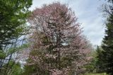 Cerasus sachalinensis. Верхушка цветущего растения. Приморский край, Уссурийский ГО, Горнотаёжный дендрарий ДВО РАН. 04.05.2024.