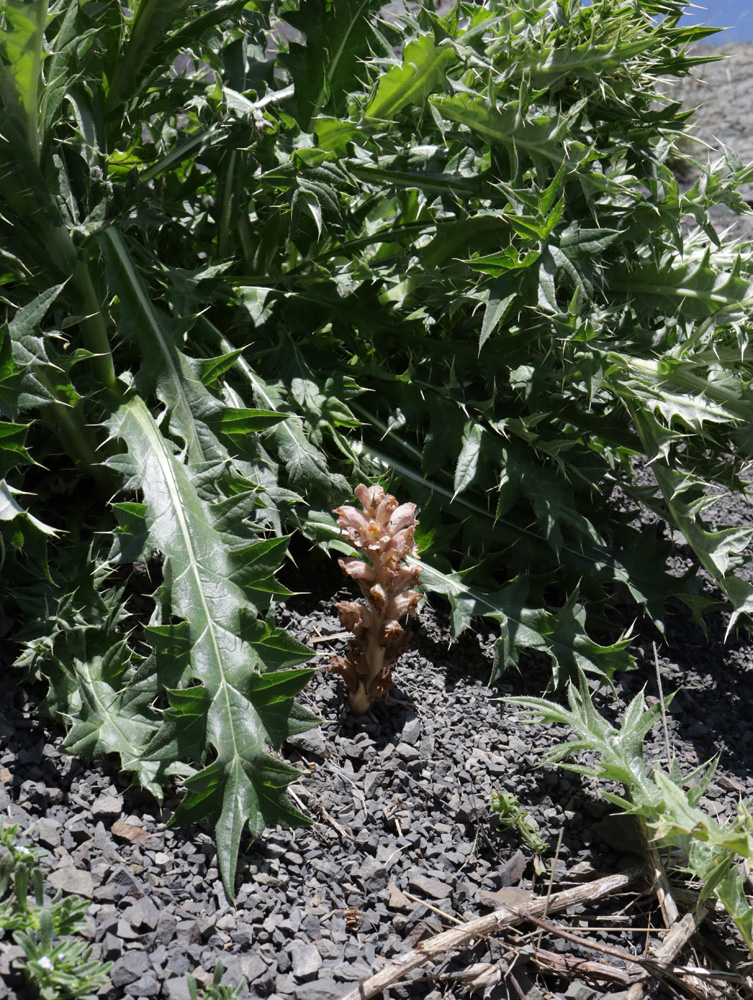 Изображение особи Orobanche dagestanica.