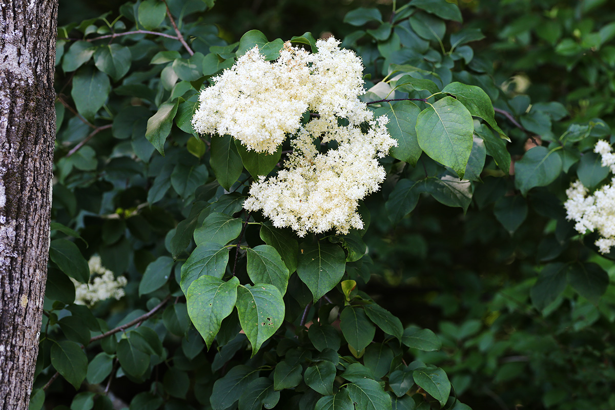 Image of Syringa amurensis specimen.