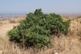 Rhus coriaria. Зацветающее растение. Дагестан, склон горы Тарки-Тау, нарушенный шибляк. 23.06.2023.