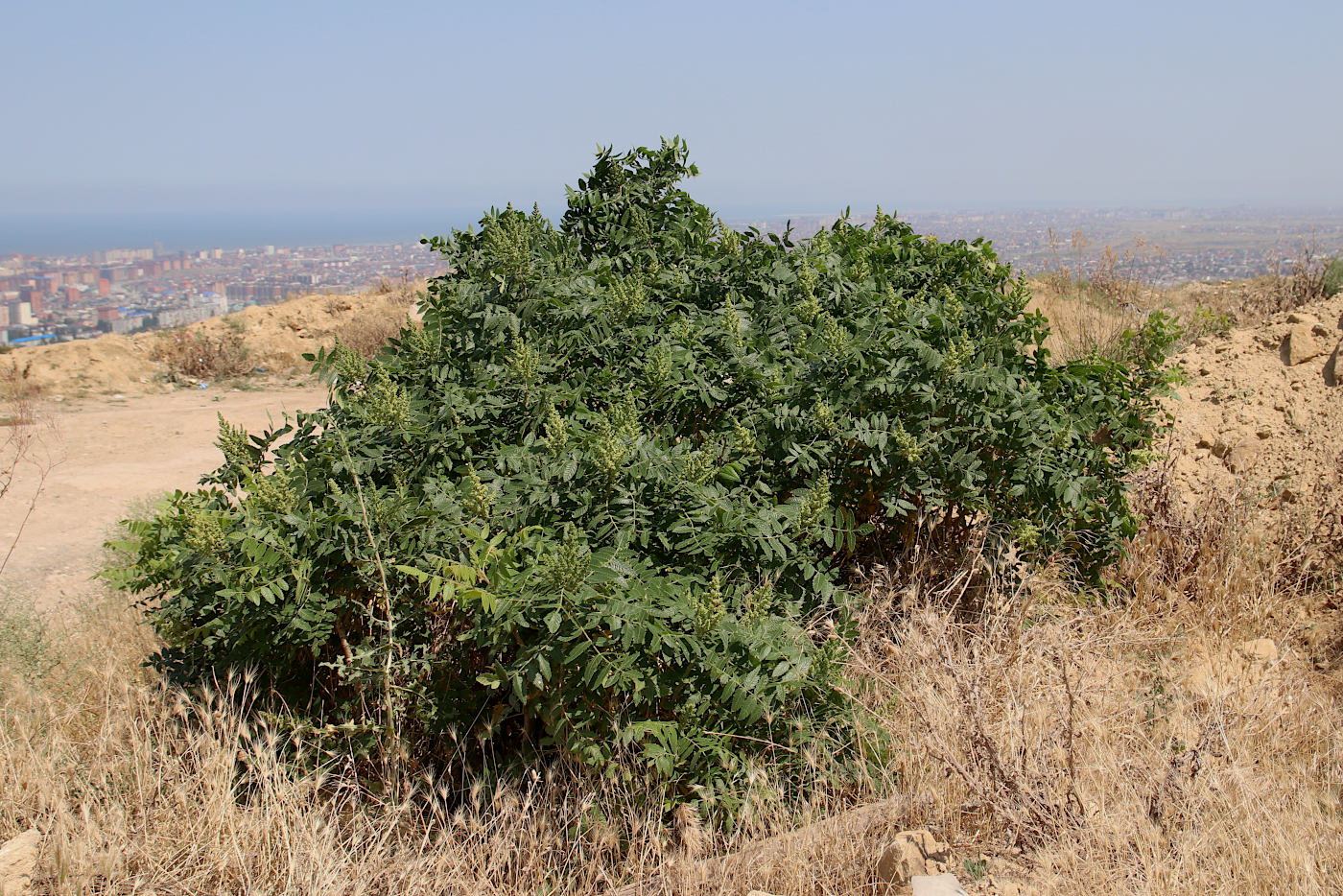 Изображение особи Rhus coriaria.