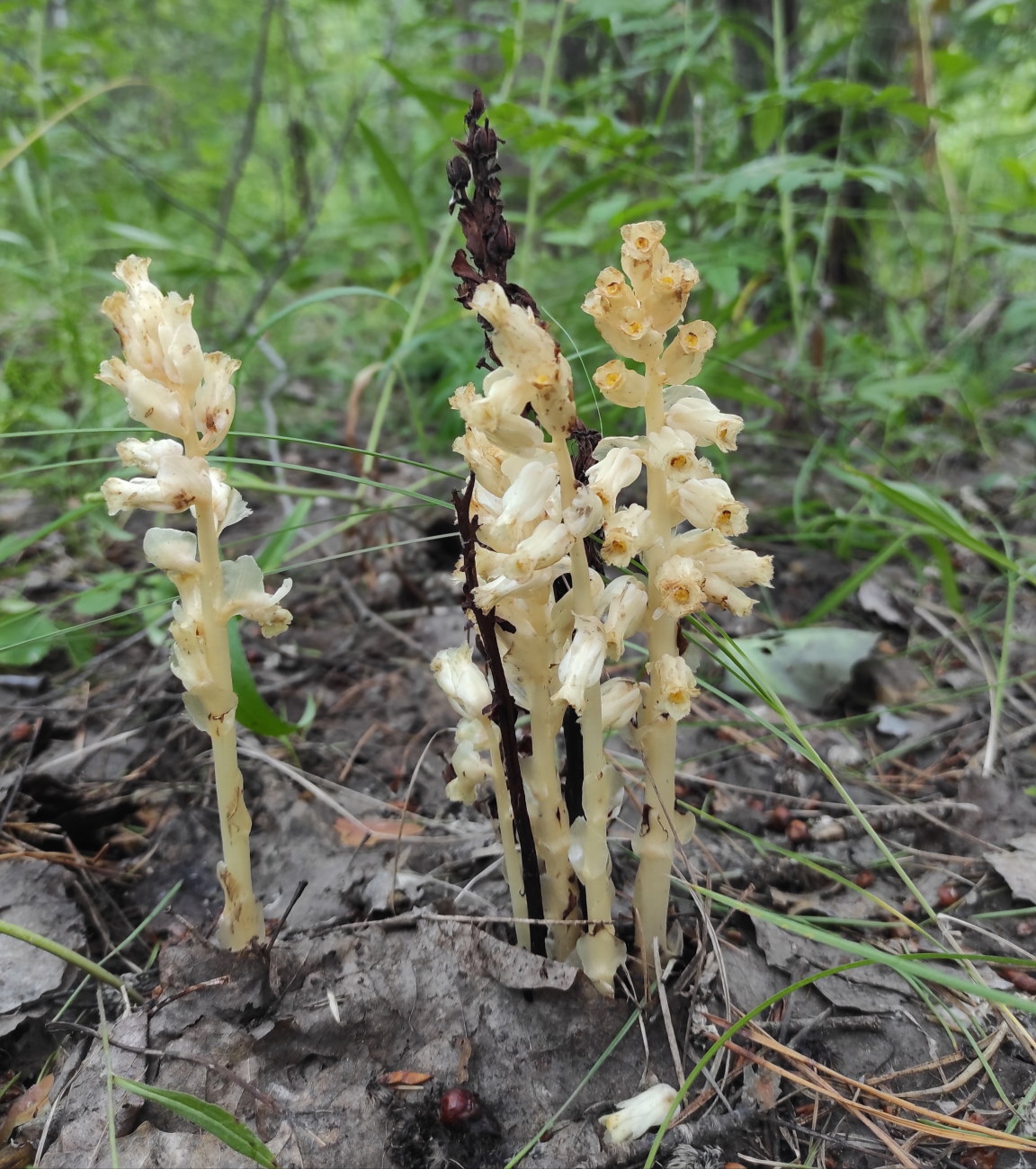 Изображение особи Hypopitys monotropa.